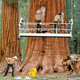 Bark-washing crews work round-the-clock so that, come reopening, the giant redwoods will really pop